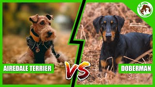 Airedale Terriers Vs Dobermans  Which is the Best Dog Breed [upl. by Cohla]