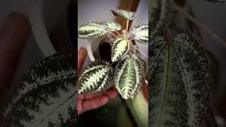 Begonia marmorata sanderiana plants garden greennaturehousplants [upl. by Mazel838]