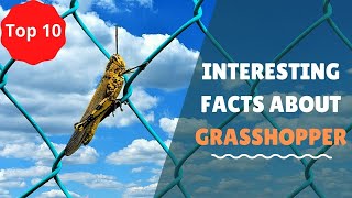 Top 10 Amazing Facts about Grasshoppers [upl. by Alicirp128]