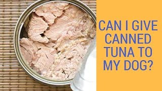 Can I Give Canned Tuna To My Dog [upl. by Aikem]