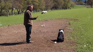 Leault Working Sheepdogs with Neil Ross [upl. by Vilhelmina]