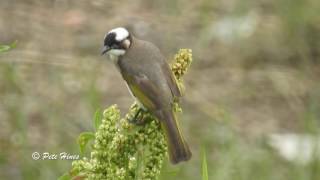 Lightvented Bulbul Pycnonotus sinensis [upl. by Griffy]