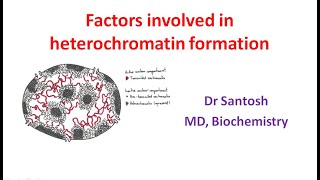 Factors involved in heterochromatin formation Factors in epigenetic modification of chromatin [upl. by Boyse]