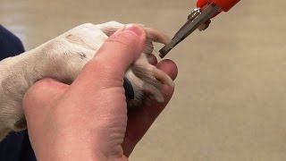 How to Trim Dogs Nails  Canine Nail Trim [upl. by Aesoh]