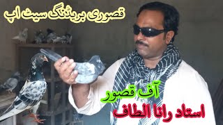 kasuri breeding set up Rana kasuri pigeon [upl. by Yahsed]