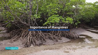 Ocean Science Fact The importance of mangroves [upl. by Nawrocki196]