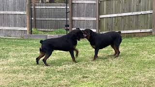 Rottweilers Fighting [upl. by Eleonore341]