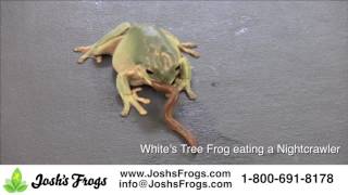 What do Whites Tree Frogs eat [upl. by Ttirrem656]