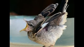 Baby mockingbird feeding [upl. by Lelia]