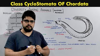 Phylum Chordata Class Cyclostomata [upl. by Eednar418]