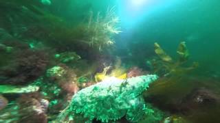 Askøy Sportsdykkerklubb Klubbdykk Turøy øygarden 28 6 2015 Dykking diving [upl. by Esetal]