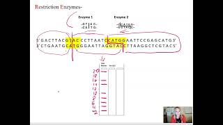 Cutting DNA with Restriction Enzymes [upl. by Studner144]