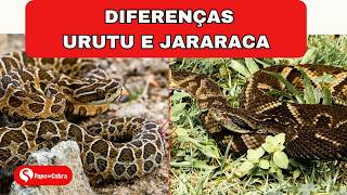 Urutu Cruzeiro X Jararaca como distinguir   Papo de Cobra [upl. by Idnar740]