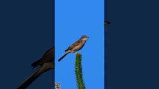 Common whitethroat Singing Tornsanger Dorngrasmücke gesang Grasmus geluid Cierniówka śpiew shorts [upl. by Elish933]