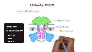 paranasal sinuses  maxillary  ethmoid sphenoid frontal  notes [upl. by Fara665]