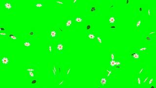 Falling Daisy Flowers with Leaves HD Animation  green screen effect blue amp overlay [upl. by Jane]