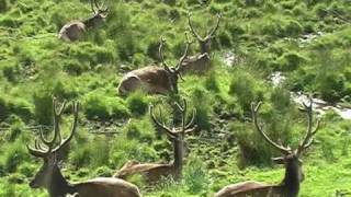 Highland Wildlife Park Kingussie [upl. by Corneille640]