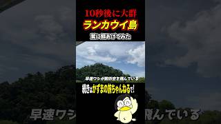 【驚愕】ワシの大群はすごい迫力！【ランカウイ島】 [upl. by Joey]