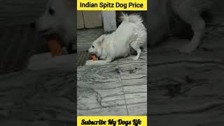 Indian Spitz Dog Price shorts dog [upl. by Raymund622]