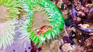 Green Sea Anemone EATING CRAB Ocean Tide Pools [upl. by Airlie759]