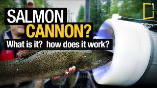 The salmon cannon that shoots fish over a dam by Whooshh innovations [upl. by Ripleigh]