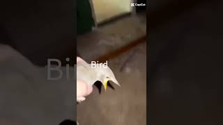 Bird screaming meme [upl. by Yliram]