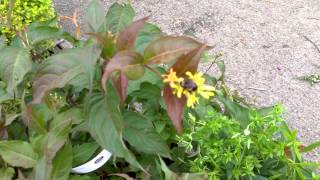 Bombus affinis on Dwarf Bush Honeysuckle [upl. by Reffotsirhc]