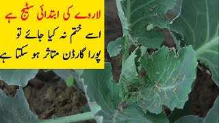 Secrets to Protecting Cauliflower from Insects [upl. by Gereron]