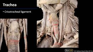 Larynx and Pharynx  Trachea [upl. by Naoj]