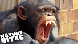 Terrifying Chimp Attack  The Secret Life of the Zoo  Nature Bites [upl. by Worlock]