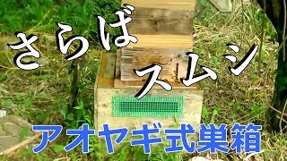 【伝説の動画】ニホンミツバチ スムシ対策完全版 これぞ鉄板！被害０ゼロ！【石釜養蜂家ハニー工房】 [upl. by Anigal]