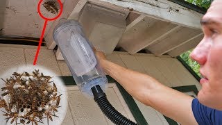 Vacuum vs Wasp Nest  Keeping Wasps as Pets [upl. by Nima]