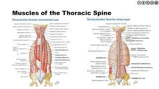 Thoracic Spine  Anatomy Biomechanics Kinesiology [upl. by Animor]