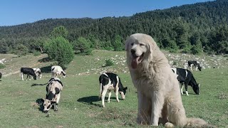 The Great Pyrenees DogFerocious Protector Dog from Pyrenean Mountains [upl. by Ettesel]