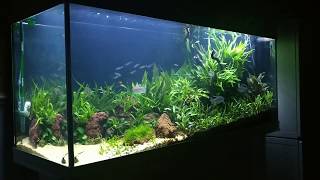 Juwel Rio 240L  Return of the C02  Planted Aquarium [upl. by Gautier]