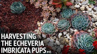 43 Harvesting the echeveria imbricata pups [upl. by Kato367]