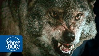 Lobos Salvajes  Documental en HD [upl. by Veta38]