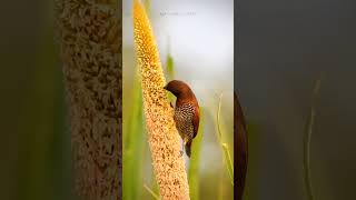 Scalybreasted Munia feeding on Millets  Millets and Munia birdphotography munia millet [upl. by Arrakat568]