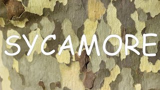 How to identify sycamore Platanus occidentalis  TREE ID 8 [upl. by Innad129]