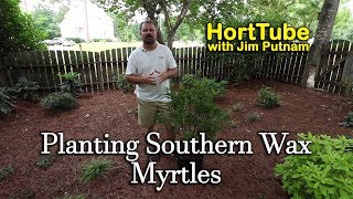 Planting Wax Myrtles  Fast Growing Native Evergreen Screening Plant [upl. by Snowman322]