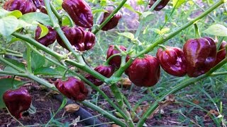 ⟹ Habanero Chocolate Pepper aka Congo Black Capsicum chinense pepper [upl. by Itin222]