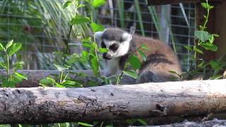 RingTailed Lemur Observation Video [upl. by Ahsinert]