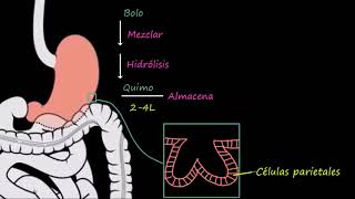 Estómago  Fisiología del sistema gastrointestinal  Khan Academy en Español [upl. by Ynoffit]