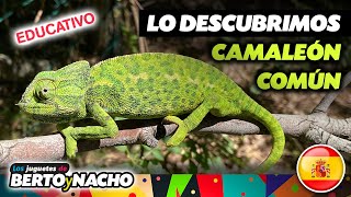 Los CAMALEONES para NIÑOS  🦎🦎🦎 [upl. by Chilton931]