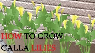 How to Grow Calla Lilies [upl. by Zenia]