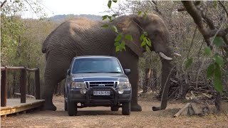 MOST AMAZING ELEPHANT ENCOUNTER elephant southafrica youtube safari travel wildlife youtube [upl. by Gawain]