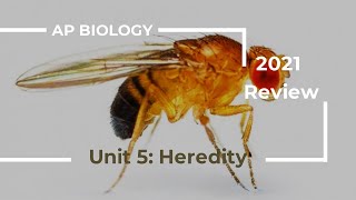 AP Biology Unit 5 Review 2020 [upl. by Buffy501]