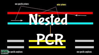 Nested PCR [upl. by Ortrude]