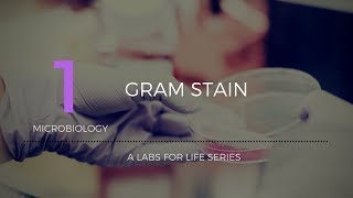 Gram Stain [upl. by Ahsinik]