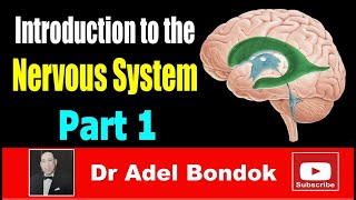 Introduction to the Nervous System Part 1 Dr Adel Bondok [upl. by Rocker]